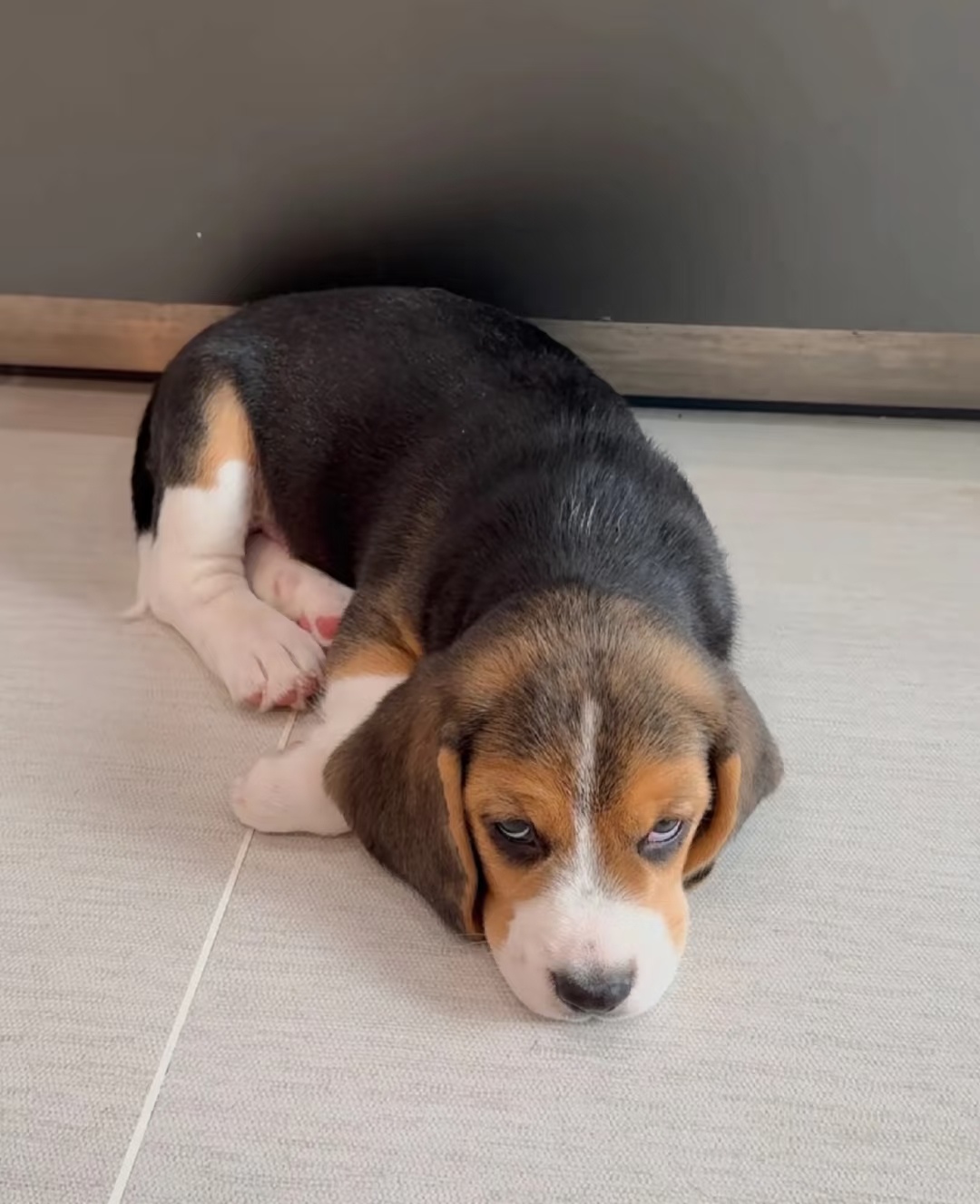 聪明比格幼犬。公，母都有，比格犬天性活泼，喜欢与人互动，对家人充满善意